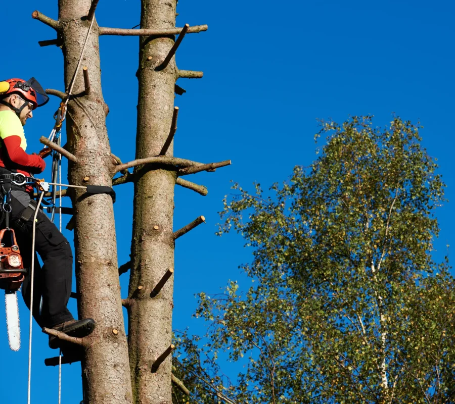 Élagage d’arbres dans les Yvelines par AB Espace Vert